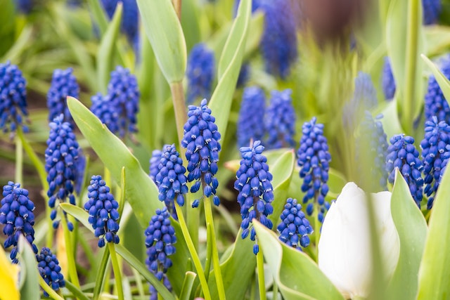 grape hyacinth are safe