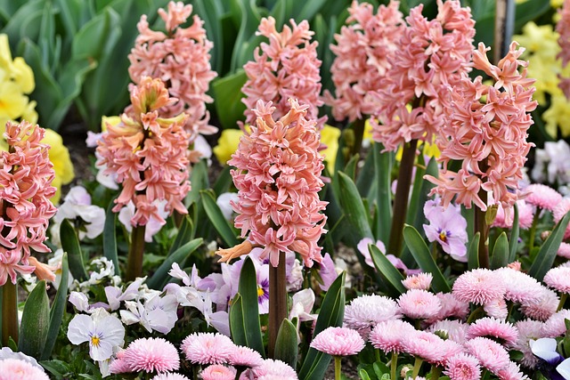 pink hyacinth blossoms