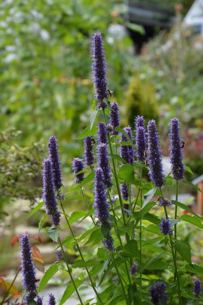 blue giant hyssop deer proof plant in mint family