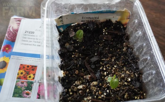 coneflower seedlings