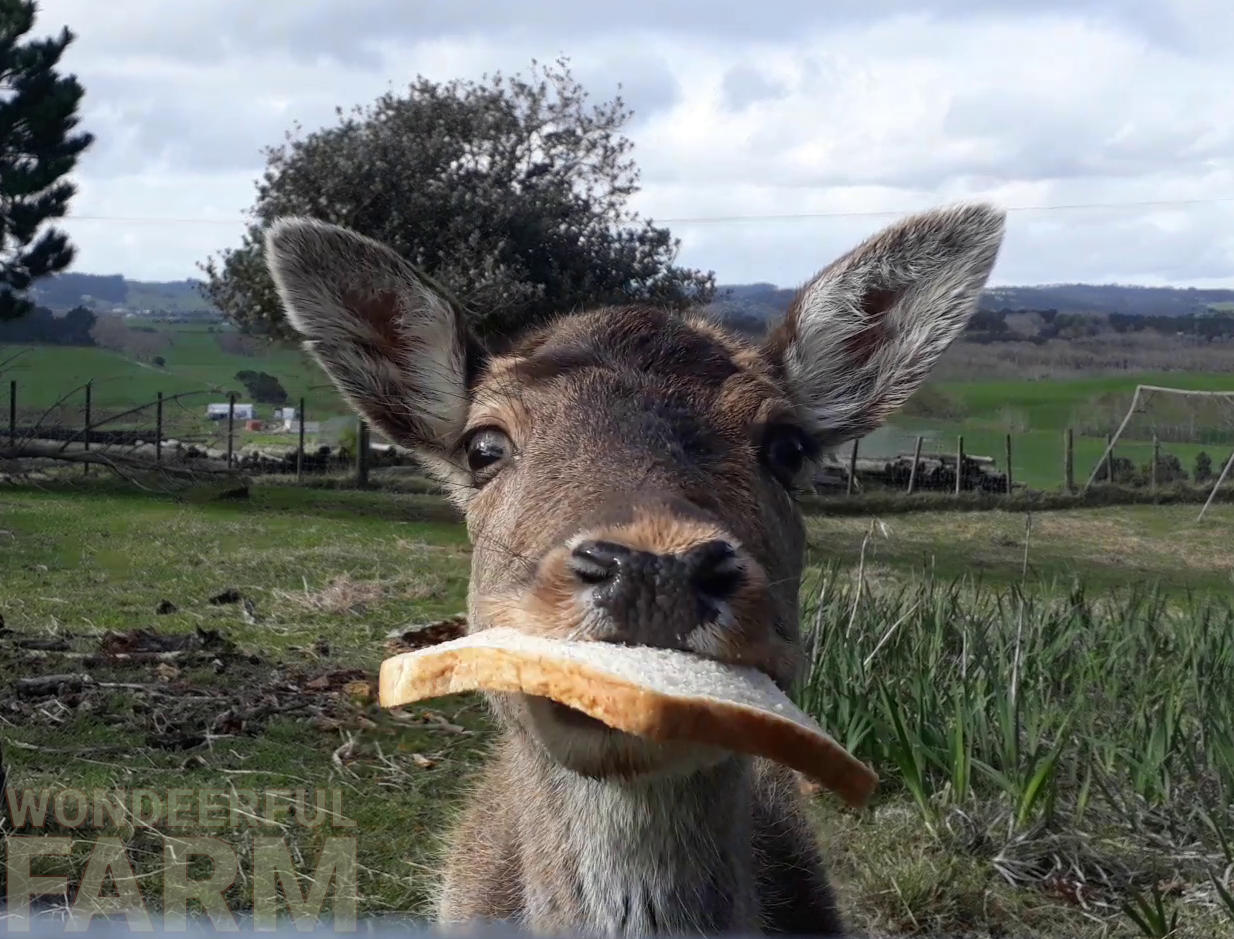 big mama doe with bread