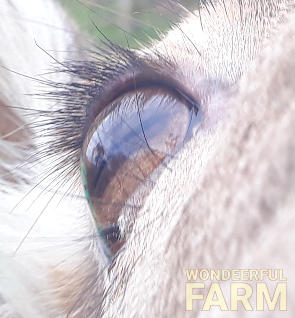 deer eye close up and pupil