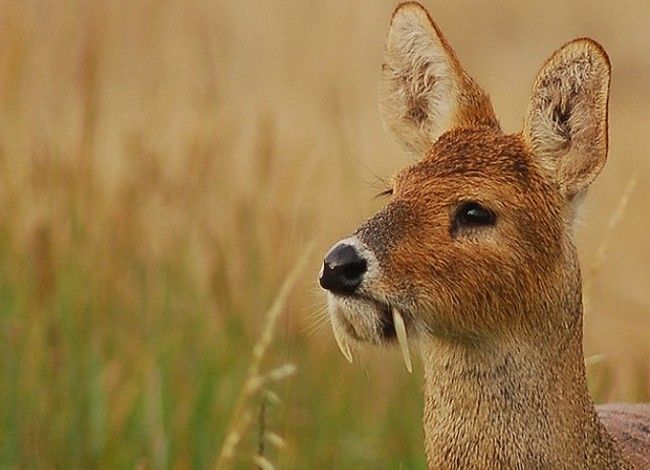 truth or deer tusks fangs