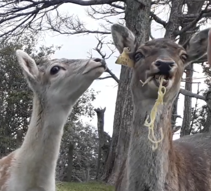 deer chewing spaghetti