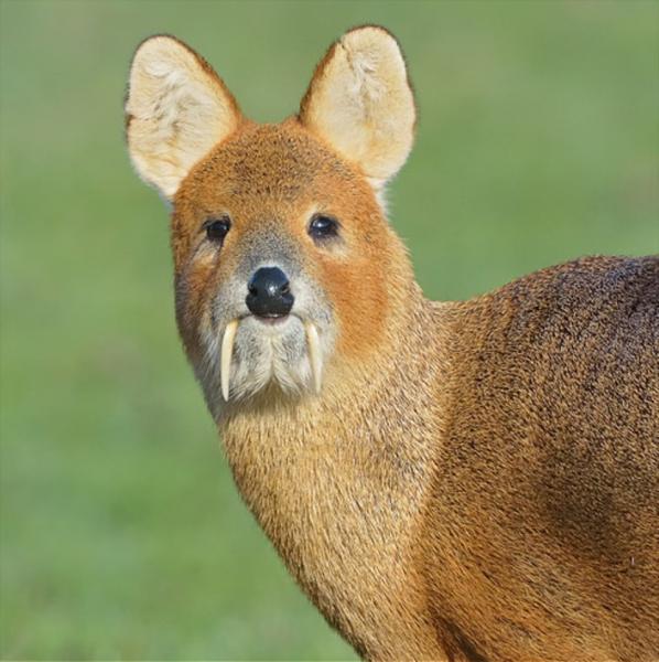 deer with fangs