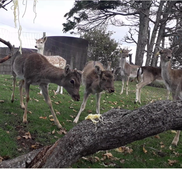 deer trying pasta