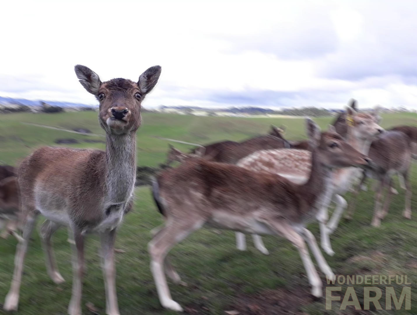 expressive, funny deer face