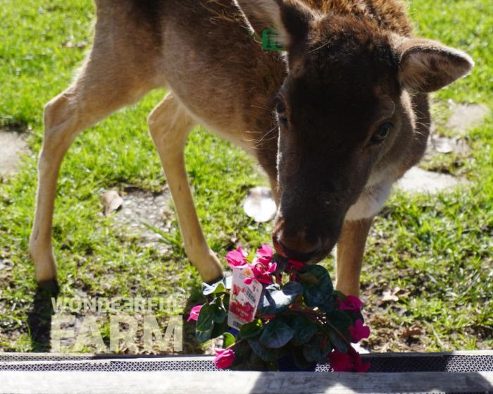 cyclamen is not deer-proof