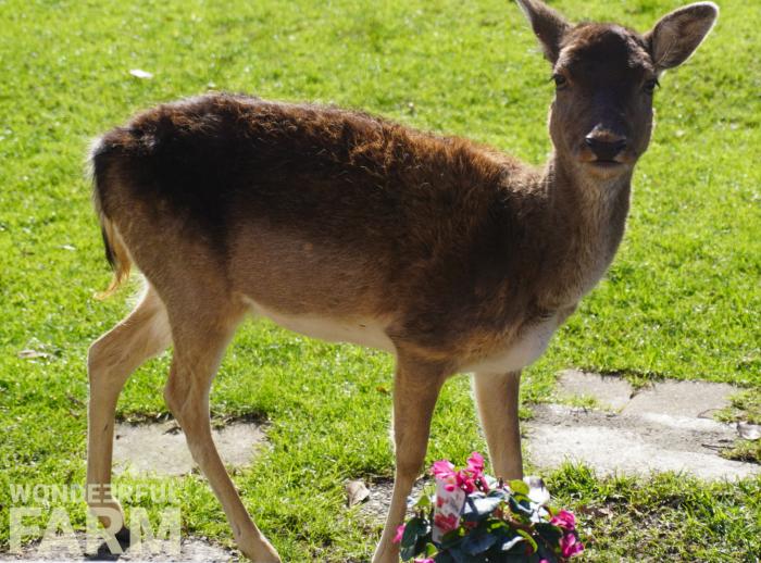 is cyclamen deer proof