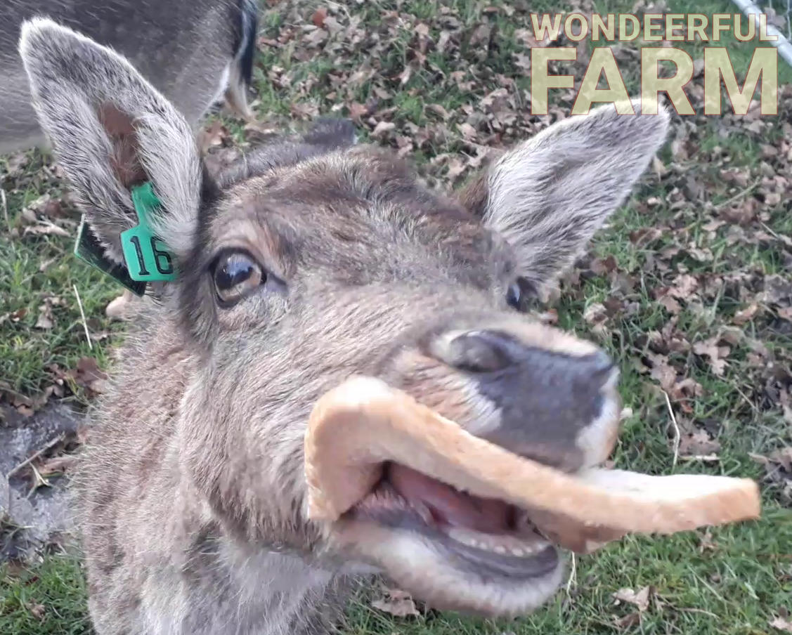 deer babushka teeth