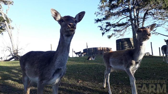 Big Mama the deer and Splittie the deer