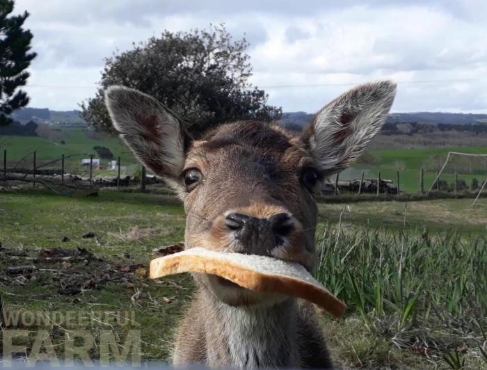 deer trying to eat bagels