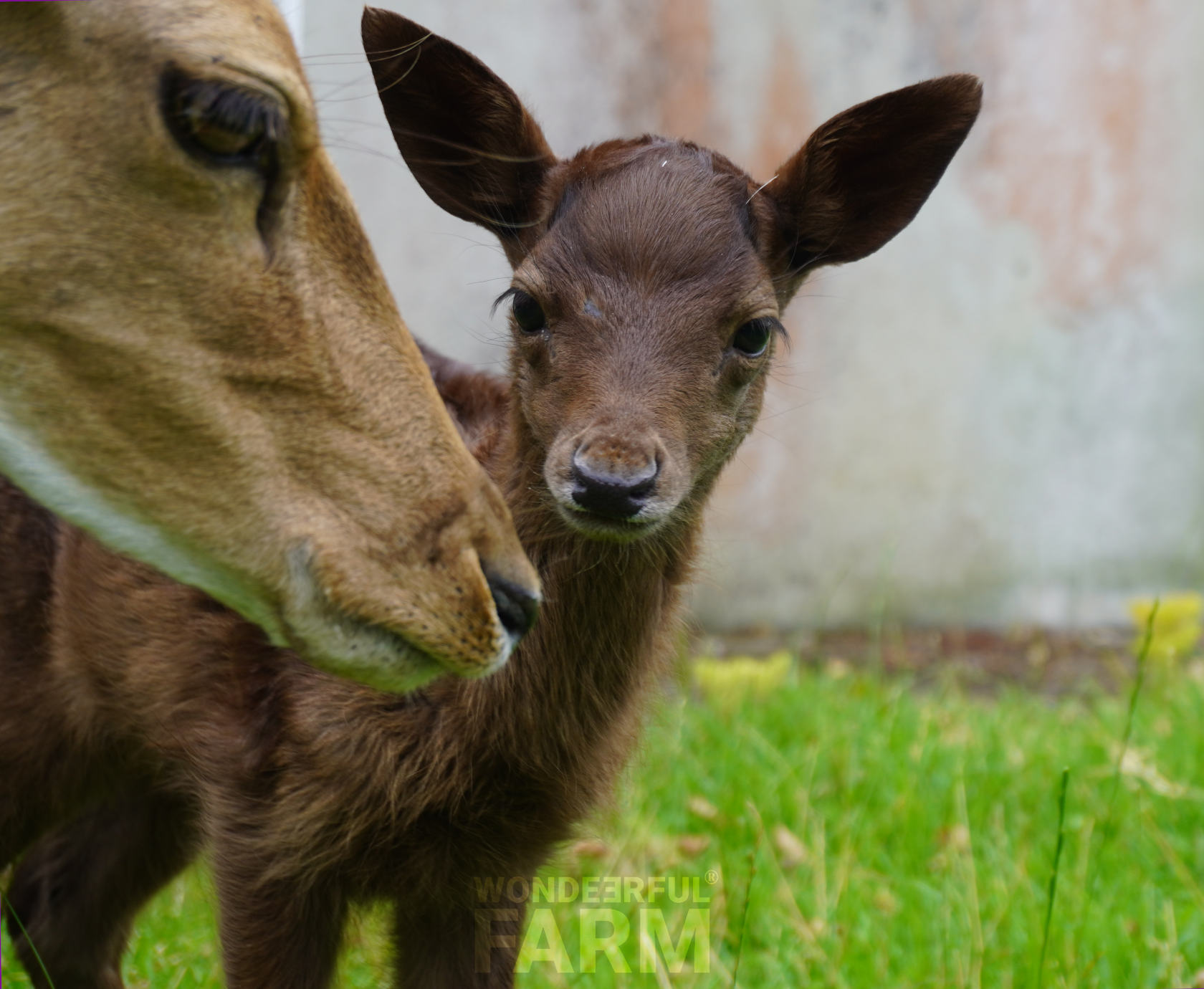 cute fawn Fluffy