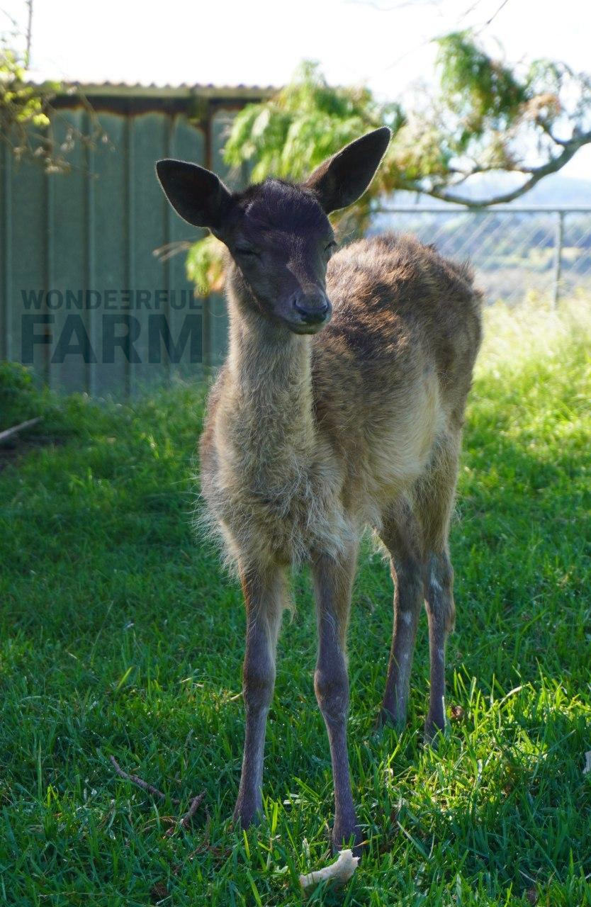 fawn looking better