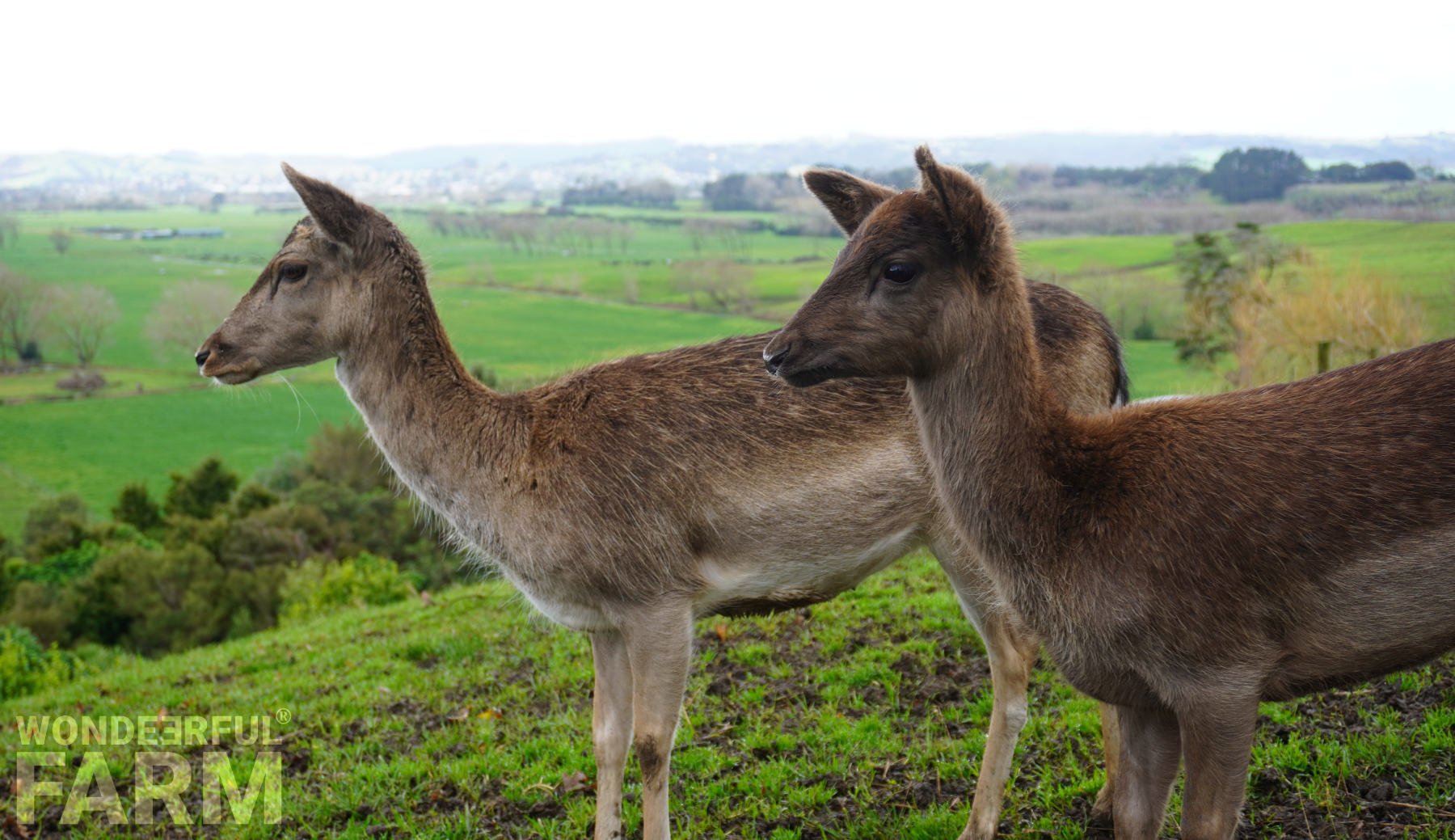 Fluffy and Mad Red the deer