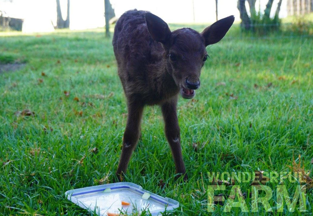 baby deer missing fur on her knees