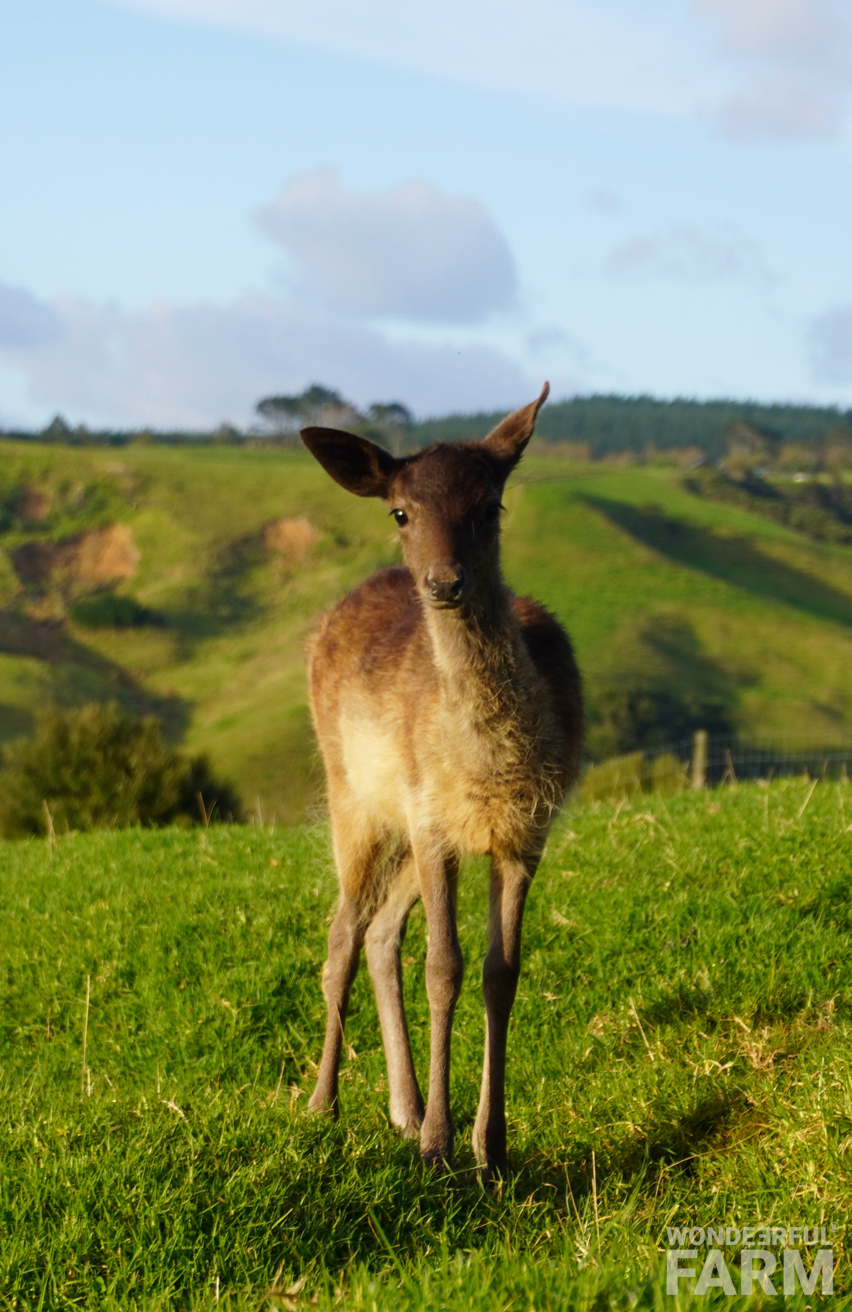 dark fur deer