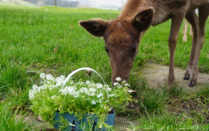 fawn sniffing sweet alyssum