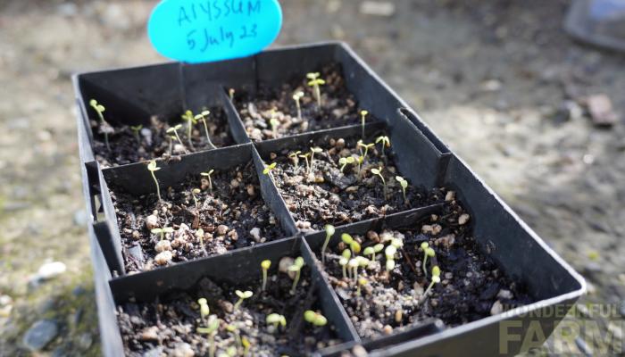 germinated alyssum seeds