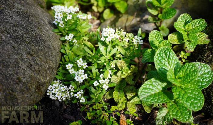 alyssum planted near rock