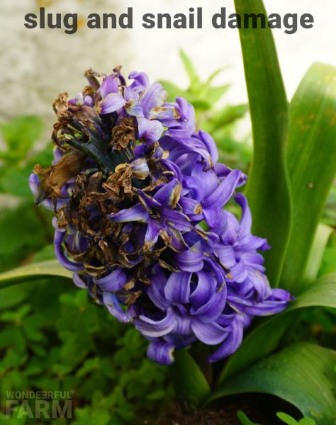 slugs and snails attack hyacinth blooms