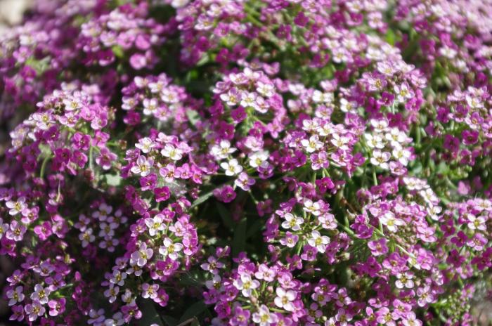 sweet alyssum purple blossoms