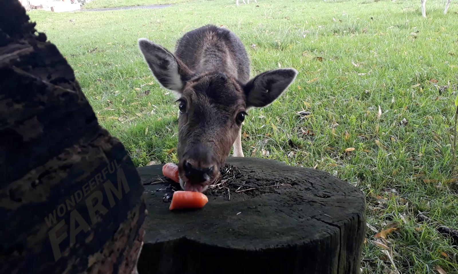 Do deer eat carrots? Yes, but...