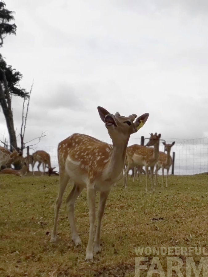 deer probing urine