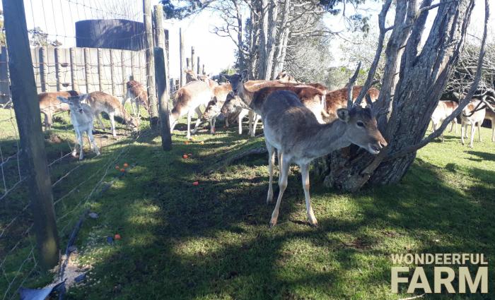 deer broke into storage container