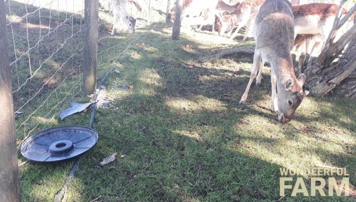 buck broke bucket with corn