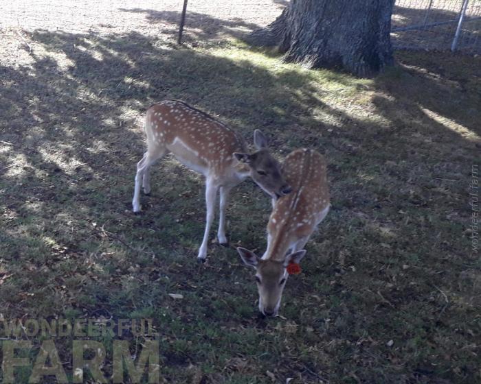 Deer being jerks