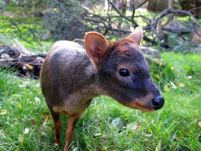 smallest deer in the world - pudu