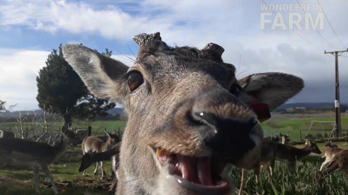 cunning deer smiling