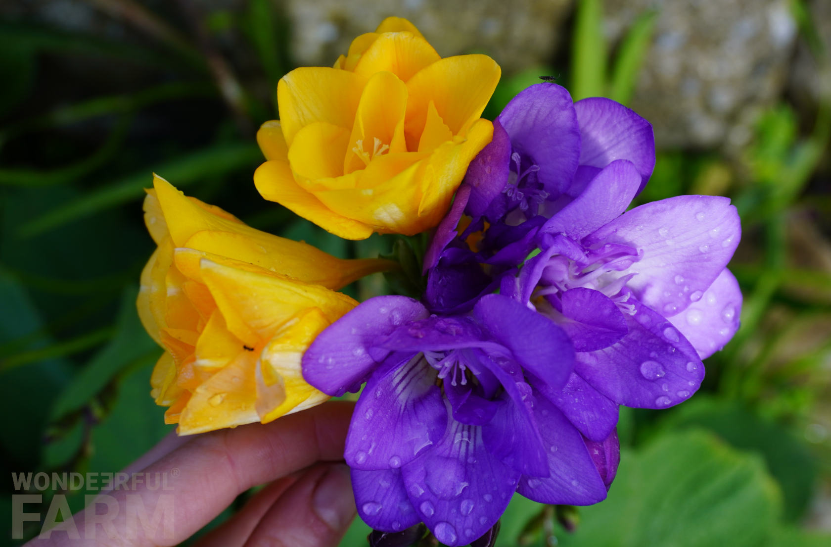 beautiful purple and yellow freesias