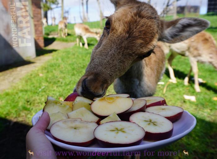 Do Deer Eat Apples? Deer Farmers Advice.