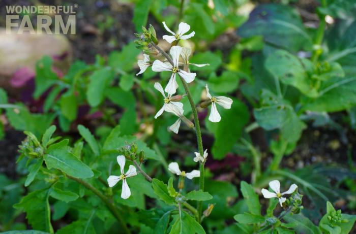 blooming rocket plant