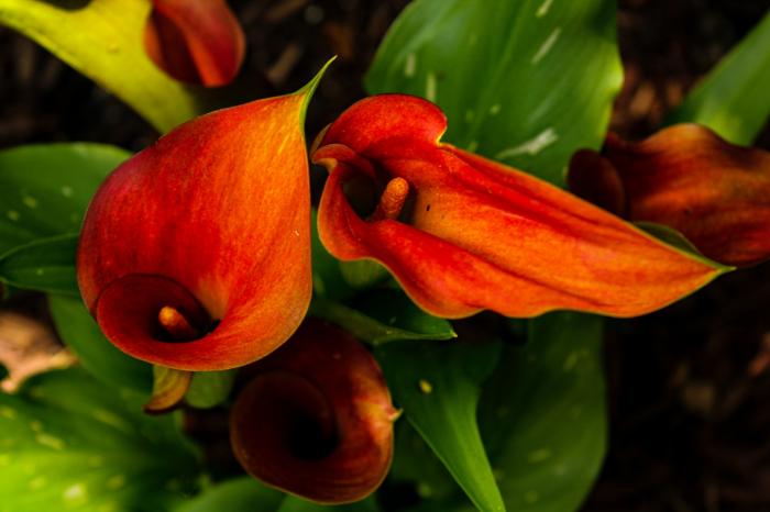 red arum lillies