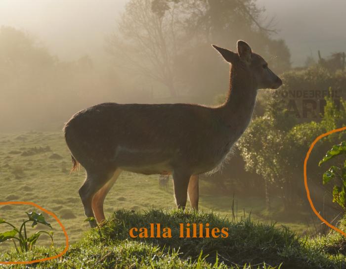 calla lillies in deer paddocks