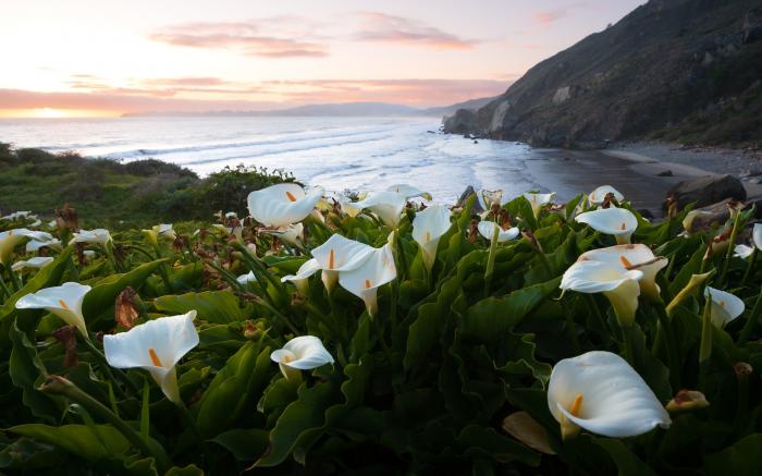 wild calla lillies