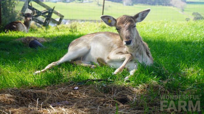 two deer bedding on the grass