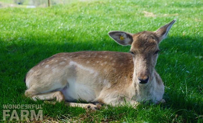 doe resting on the grass