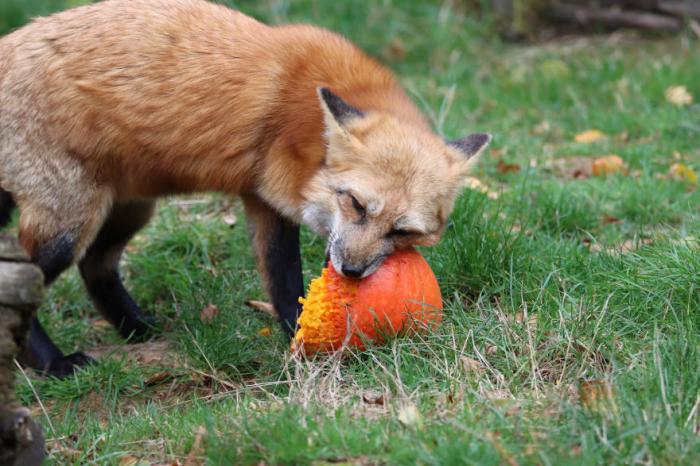 fox eating pumpkin