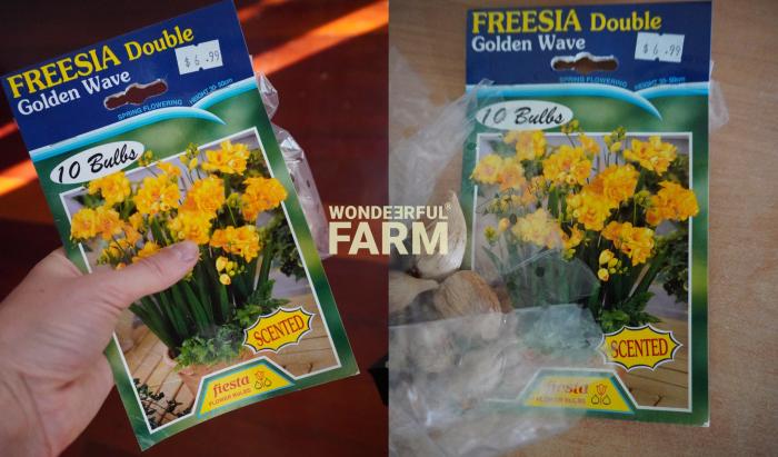 freesia bulbs