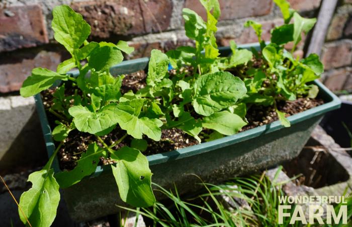 planter box with roccola