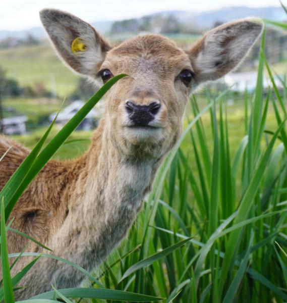 Top10 the doe in the irises