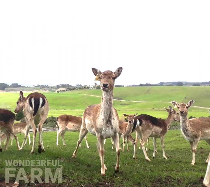 two does on a farm