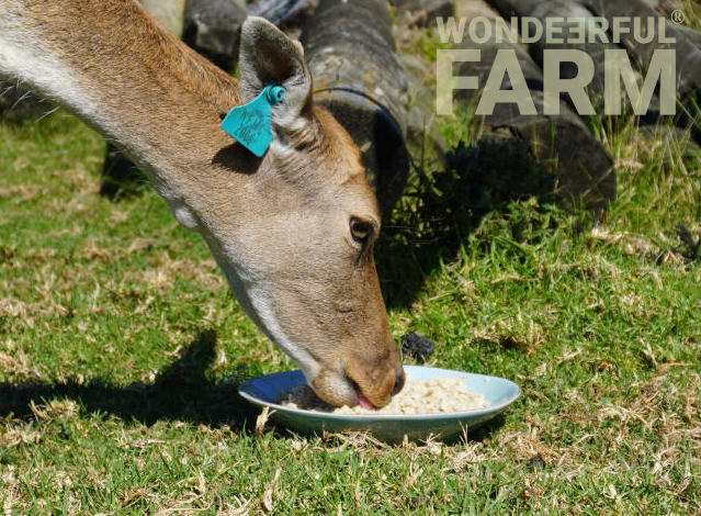 deer licking oatmeal of a plate