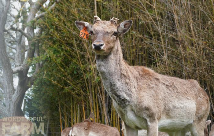 buck with coronets