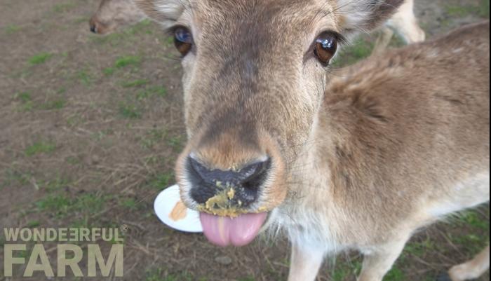 deer licked peanut butter off the plate