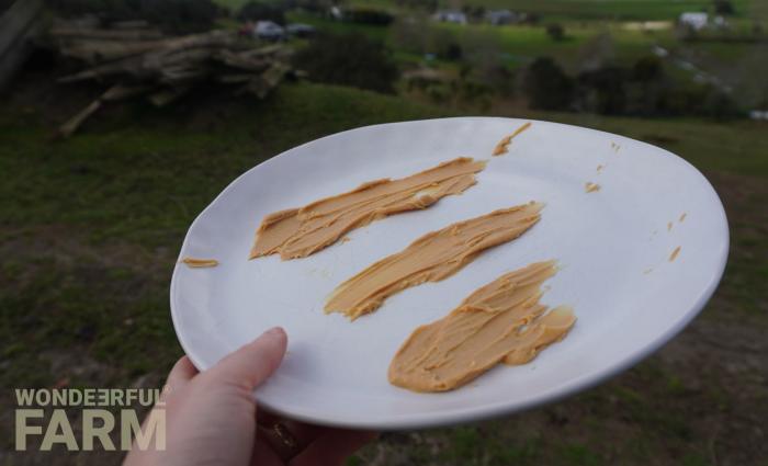 peanut butter on a plate for the deer